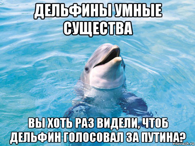 дельфины умные существа вы хоть раз видели, чтоб дельфин голосовал за путина?, Мем Дельфин