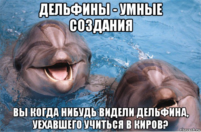 дельфины - умные создания вы когда нибудь видели дельфина, уехавшего учиться в киров?