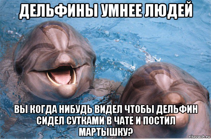 дельфины умнее людей вы когда нибудь видел чтобы дельфин сидел сутками в чате и постил мартышку?