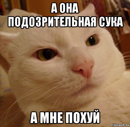 а она подозрительная сука а мне похуй, Мем Дерзкий котэ