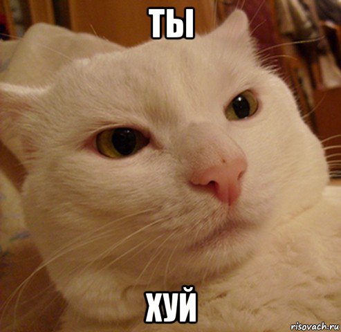 ты хуй, Мем Дерзкий котэ