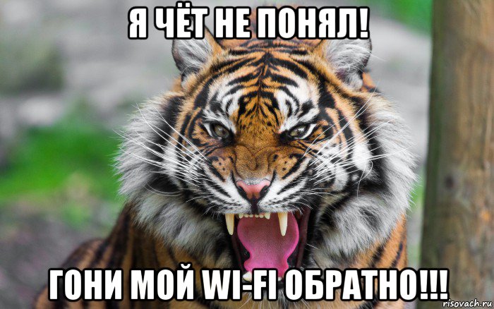 я чёт не понял! гони мой wi-fi обратно!!!, Мем ДЕРЗКИЙ ТИГР