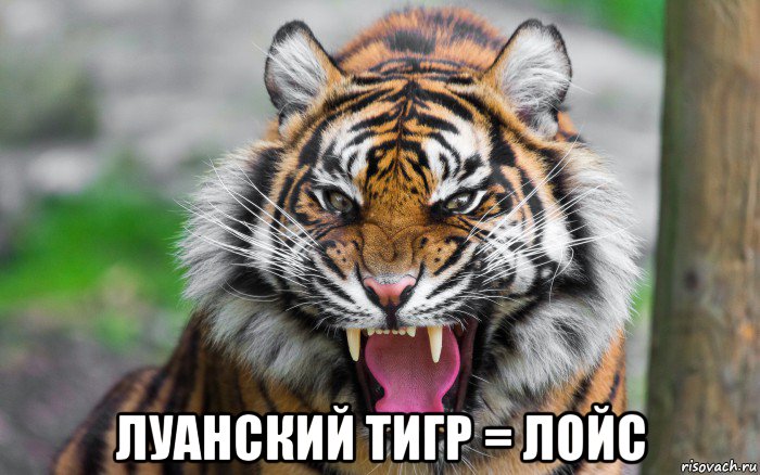  луанский тигр = лойс