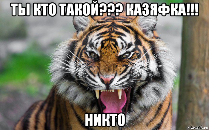 ты кто такой??? казяфка!!! никто, Мем ДЕРЗКИЙ ТИГР