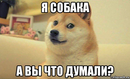 я собака а вы что думали?