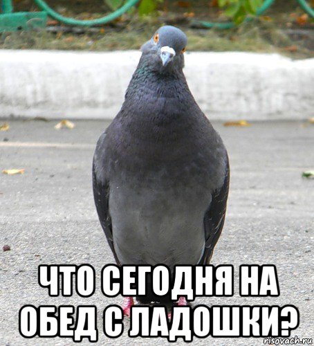  что сегодня на обед с ладошки?, Мем Голубь