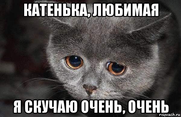 катенька, любимая я скучаю очень, очень, Мем  Грустный кот