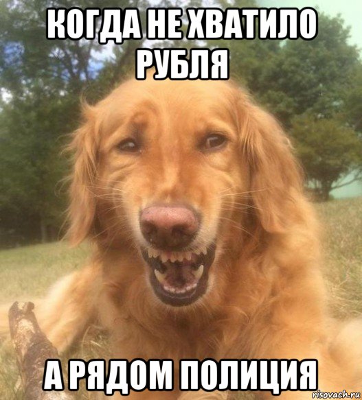 когда не хватило рубля а рядом полиция, Мем   Когда увидел что соседского кота отнесли в чебуречную