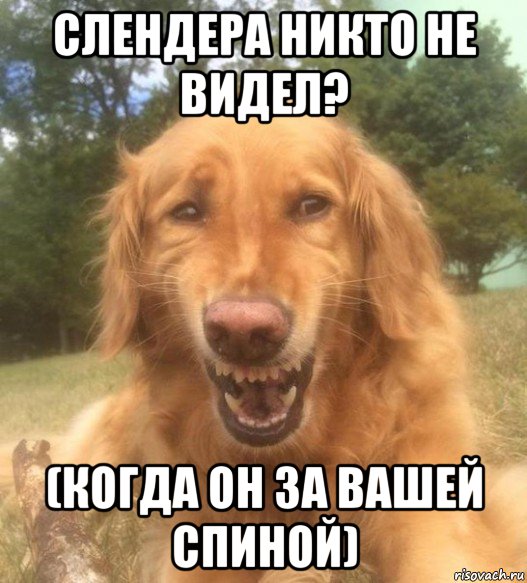 слендера никто не видел? (когда он за вашей спиной), Мем   Когда увидел что соседского кота отнесли в чебуречную