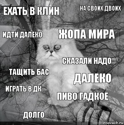 ехать в клин далеко жопа мира долго тащить бас на своих двоих пиво гадкое идти далеко играть в дк сказали надо, Комикс  кот безысходность