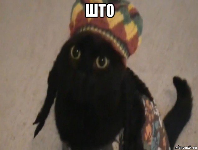 што , Мем Кот-наркоман