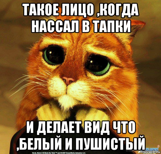 такое лицо ,когда нассал в тапки и делает вид что ,белый и пушистый, Мем Котик из Шрека