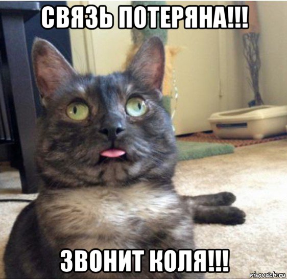 связь потеряна!!! звонит коля!!!, Мем   Кот завис