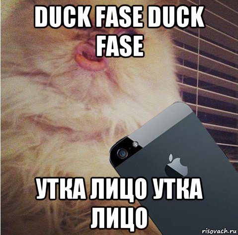 duck fase duck fase утка лицо утка лицо