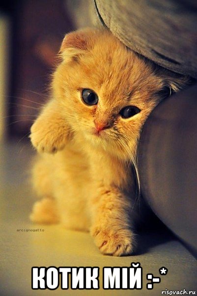  котик мій :-*