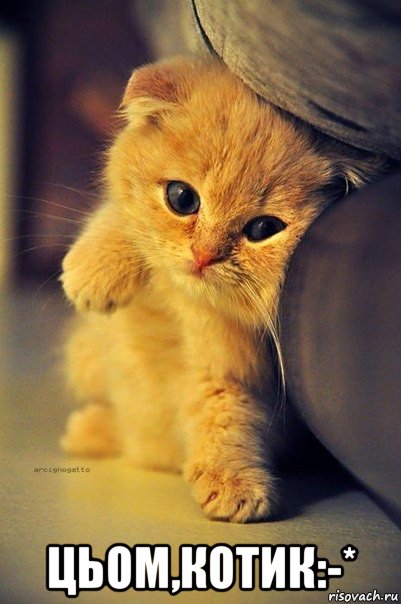  цьом,котик:-*
