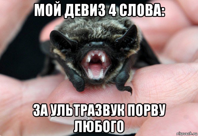 мой девиз 4 слова: за ультразвук порву любого, Мем летучая мышь