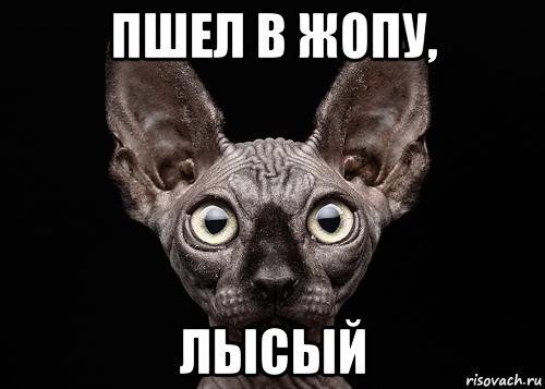 пшел в жопу, лысый
