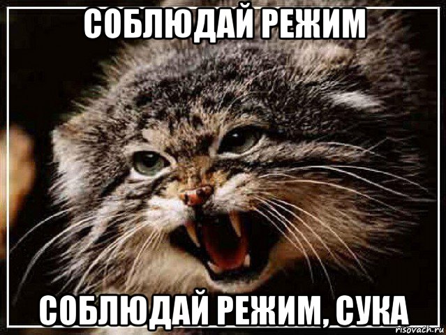 соблюдай режим соблюдай режим, сука