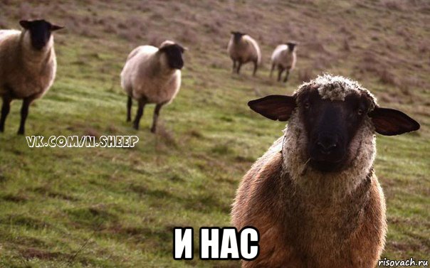  и нас, Мем  Наивная Овца