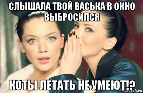 слышала твой васька в окно выбросился коты летать не умеют!?, Мем  Он