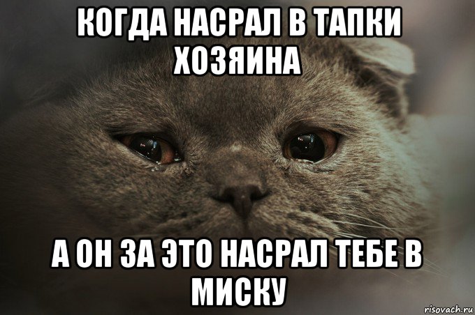 когда насрал в тапки хозяина а он за это насрал тебе в миску, Мем Печальный кот