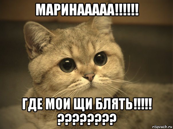 маринааааа!!!!!! где мои щи блять!!!!! ????????, Мем Пидрила ебаная котик