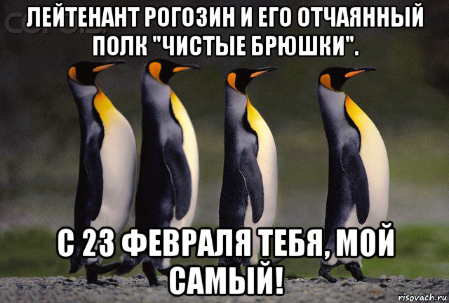 лейтенант рогозин и его отчаянный полк "чистые брюшки". с 23 февраля тебя, мой самый!, Мем    пингвины