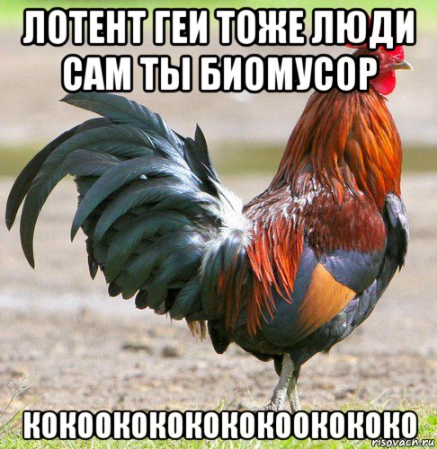 лотент геи тоже люди сам ты биомусор кокоокококококоокококо