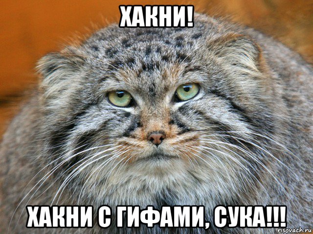 хакни! хакни с гифами, сука!!!