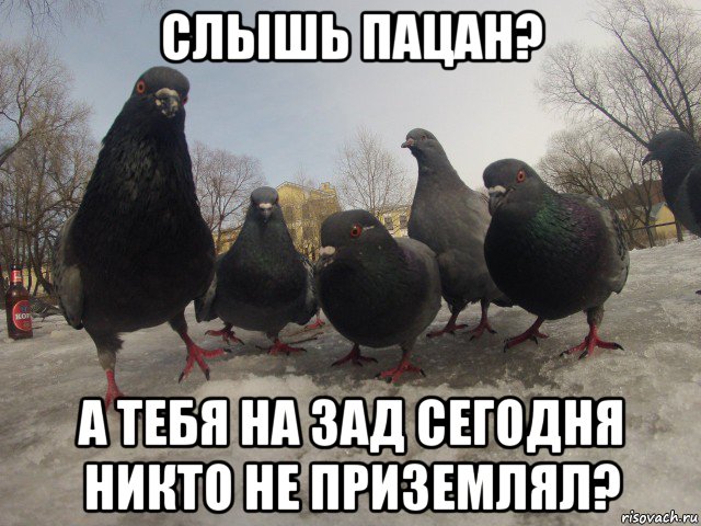 слышь пацан? а тебя на зад сегодня никто не приземлял?, Мем птиц
