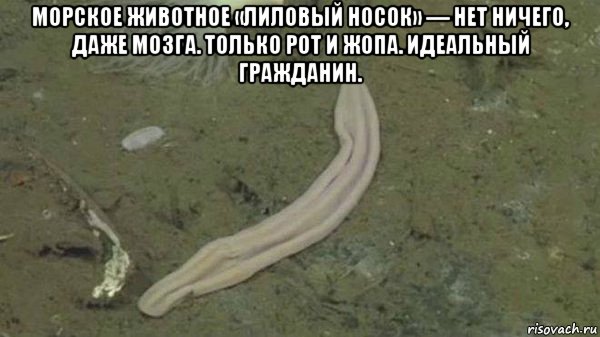морское животное «лиловый носок» — нет ничего, даже мозга. только рот и жопа. идеальный гражданин. , Мем Р