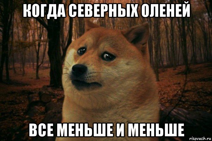 когда северных оленей все меньше и меньше, Мем SAD DOGE