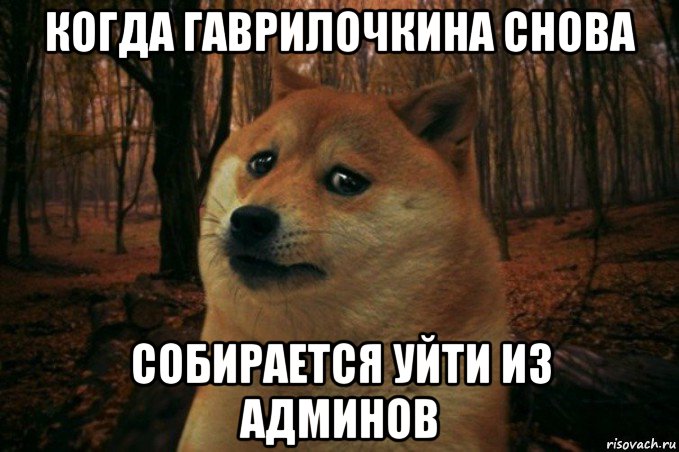 когда гаврилочкина снова собирается уйти из админов, Мем SAD DOGE