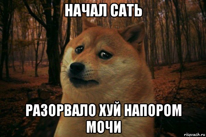 начал сать разорвало хуй напором мочи, Мем SAD DOGE