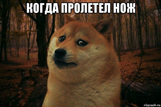 когда пролетел нож , Мем SAD DOGE