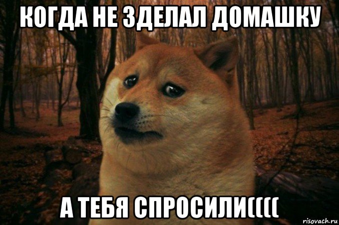 когда не зделал домашку а тебя спросили((((, Мем SAD DOGE