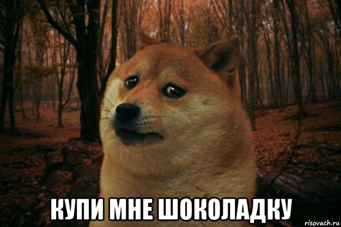  купи мне шоколадку, Мем SAD DOGE