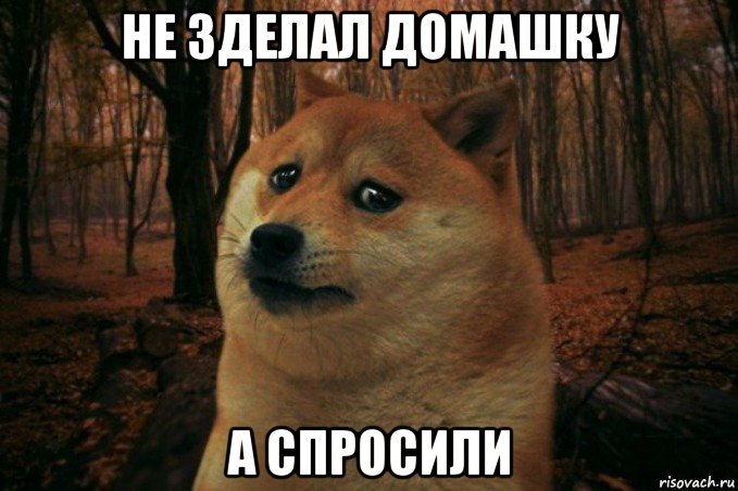 не зделал домашку а спросили, Мем SAD DOGE