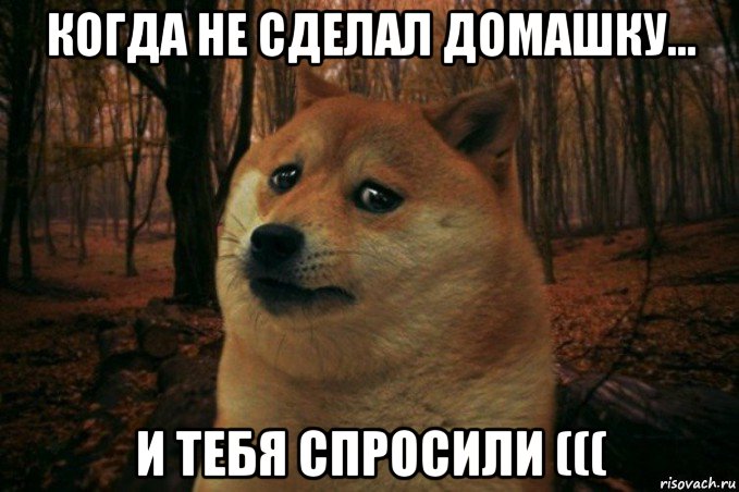 когда не сделал домашку... и тебя спросили (((, Мем SAD DOGE