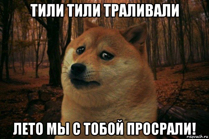 тили тили траливали лето мы с тобой просрали!, Мем SAD DOGE