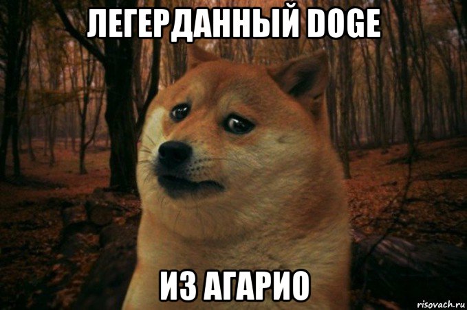 легерданный doge из агарио, Мем SAD DOGE