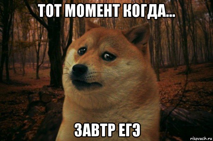 тот момент когда... завтр егэ, Мем SAD DOGE