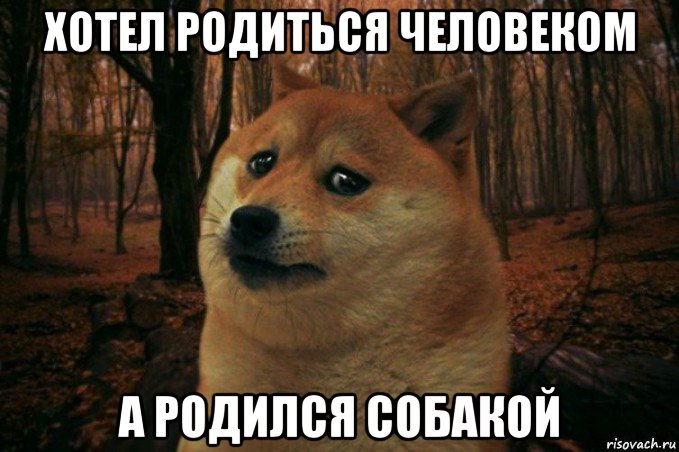 хотел родиться человеком а родился собакой, Мем SAD DOGE