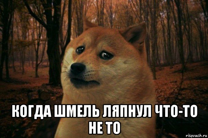  когда шмель ляпнул что-то не то, Мем SAD DOGE