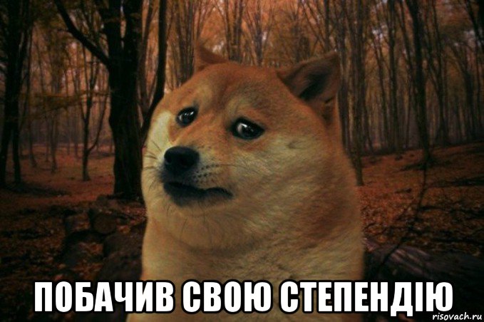  побачив свою степендію, Мем SAD DOGE