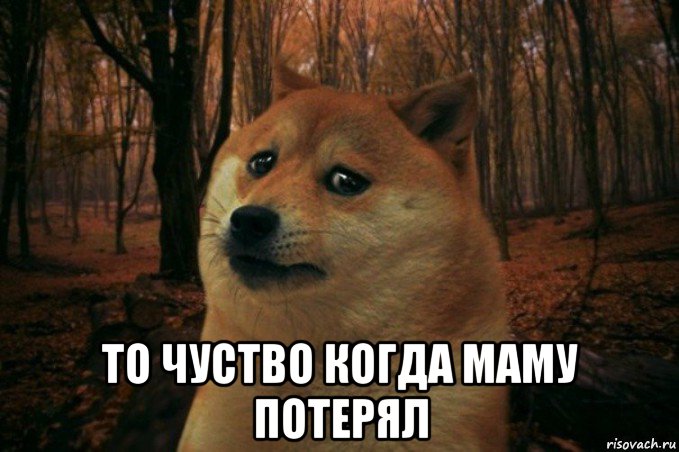  то чуство когда маму потерял, Мем SAD DOGE