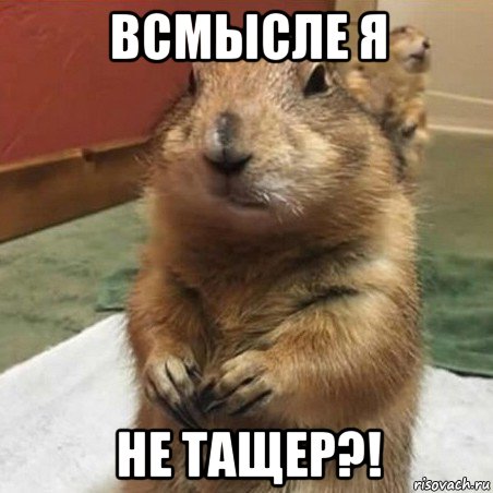 всмысле я не тащер?!, Мем Суслик спрашивает