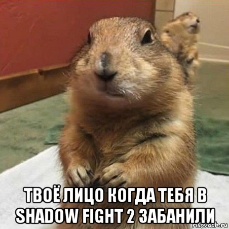  твоё лицо когда тебя в shadow fight 2 забанили, Мем Суслик спрашивает