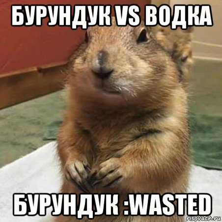 бурундук vs водка бурундук :wasted, Мем Суслик спрашивает